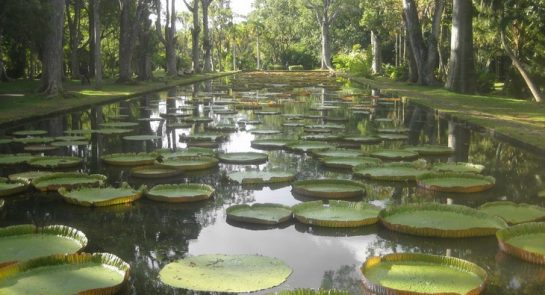 Sir Seewoosagur Ramgoolam Botanical Garden